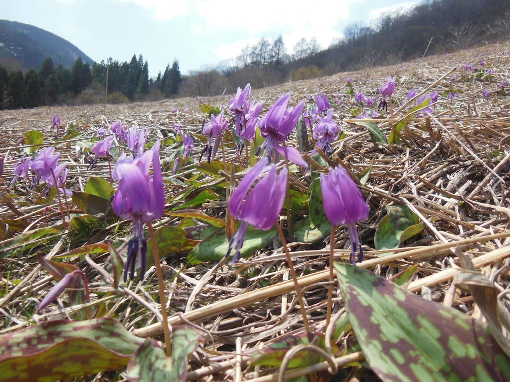 Pension Ciel Hakuba Esterno foto